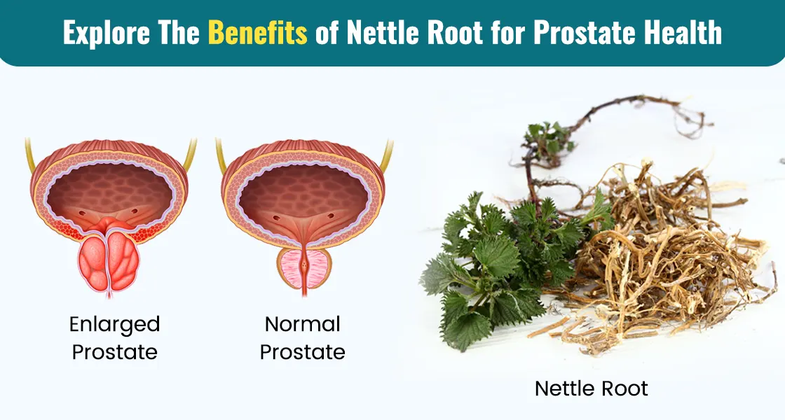 Nettle Root Help Reduce Prostate Enlargement