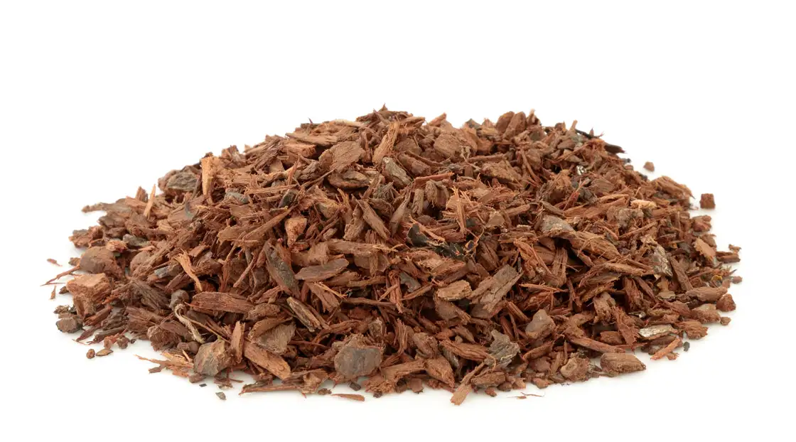 Pygeum Africanum Benefits