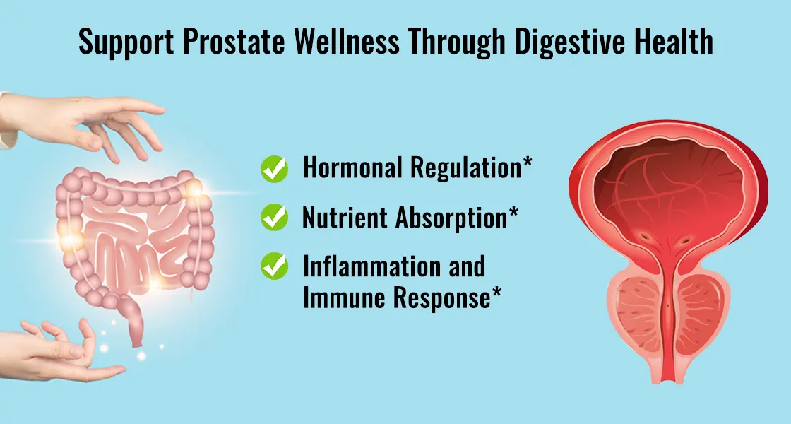 Role of Digestive Health in Prostate Wellness